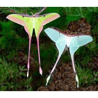 Actias dubernardi China cocoons